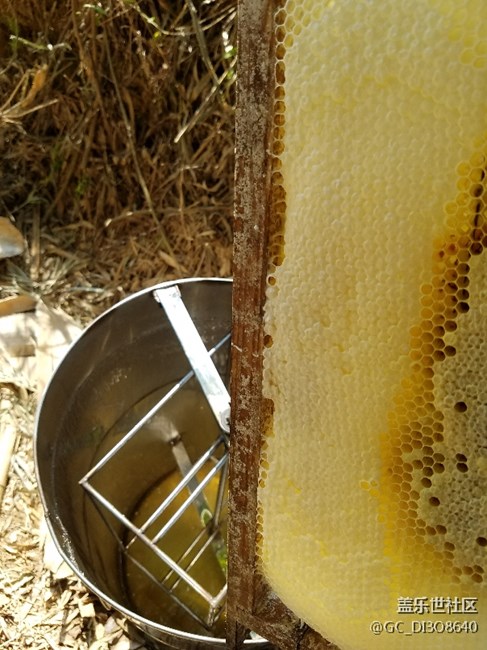 不一樣的蜂與蜜