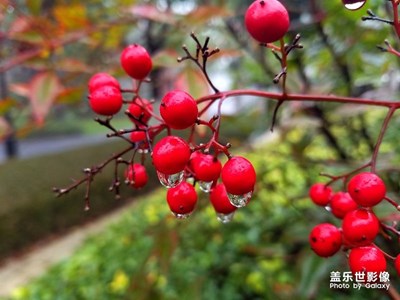 冬日公園里的植物