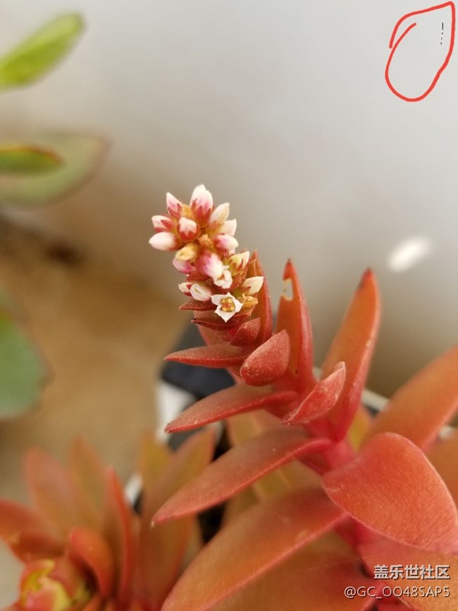 照相機(jī)什么情況 是進(jìn)灰了還是？