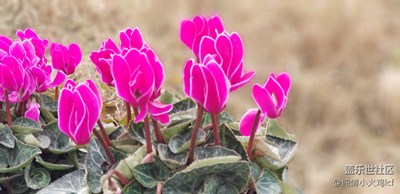 微距效果還是不錯(cuò)的