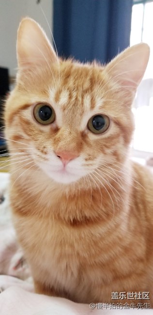 家有萌喵_隨手拍