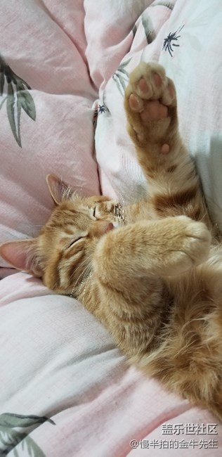 家有萌喵_隨手拍