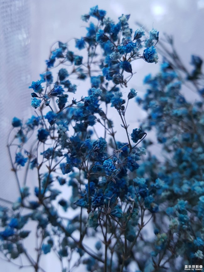 SAMSUNG GALAXY S8+完美攝影