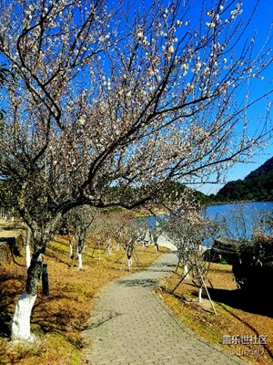 中華虎園(圖組)一