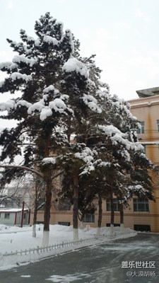 【在路上】+大雪壓青松