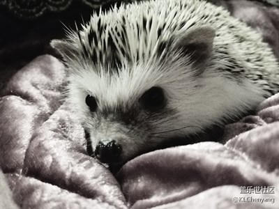 以后你要賣萌為生