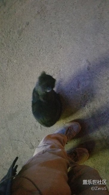 被一只小可愛(ài)碰瓷了