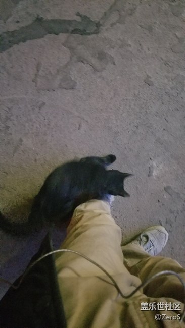 被一只小可愛(ài)碰瓷了