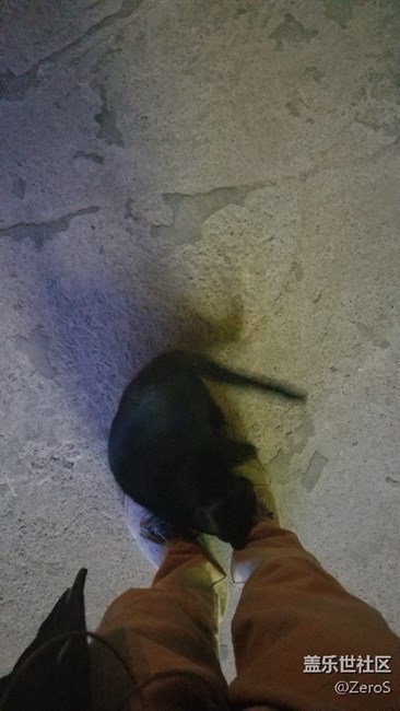 被一只小可愛(ài)碰瓷了