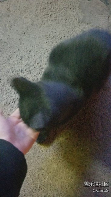 被一只小可愛(ài)碰瓷了