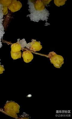 傲雪吐艷，凌寒暗香，春天將至。