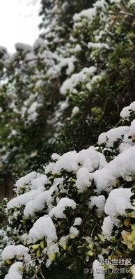 初雪