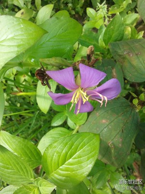 很實(shí)用的三星G3608