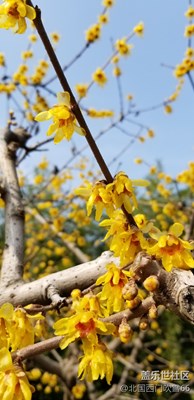 梅兒領(lǐng)春百花來，不負(fù)如來不負(fù)卿。