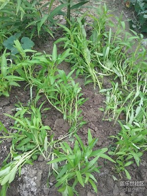 【童趣】這個(gè)叫空心菜