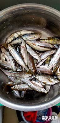 油炸搞椒鹽外加啤酒