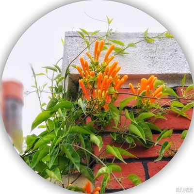 炮仗花開一歲除