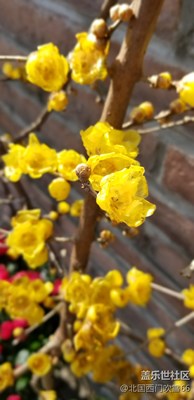 花開堪折無須折