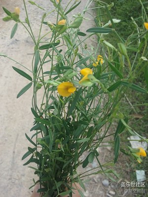 【童趣】這個花，挺好看的