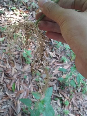 【童趣】這是真草根