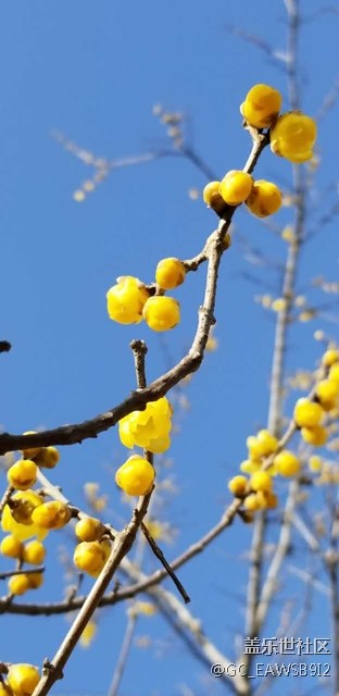 繼續(xù)拍照----臘梅