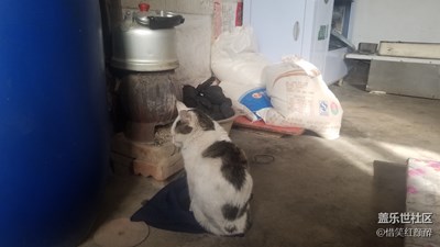 偶遇機(jī)智貓