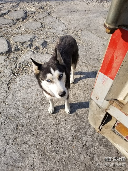 這是二哈嗎？怎么感覺好別扭