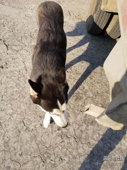 這是二哈嗎？怎么感覺好別扭