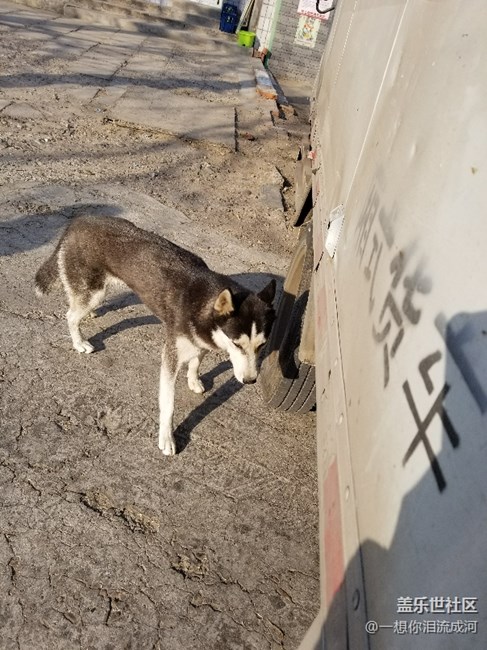 這是二哈嗎？怎么感覺好別扭