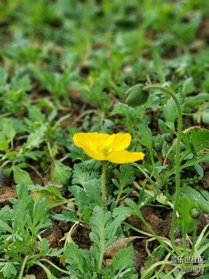 【歡歡喜喜過(guò)大年】+吃喝玩樂(lè)