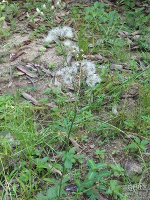 這個蒲公英好像。