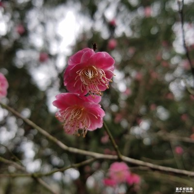 大佛寺紅梅綠梅
