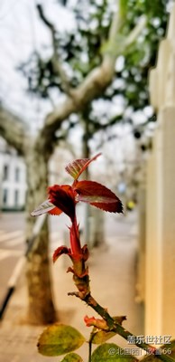 春色滿園關(guān)不住…
