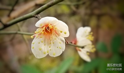 早春二月，江南春回