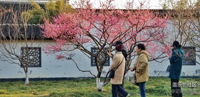 荊川公園春梅盛開。