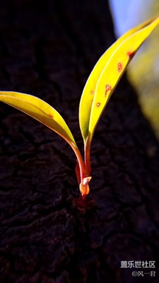 不一樣的曝光，別致的美