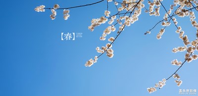 【春風(fēng)】+櫻桃花開