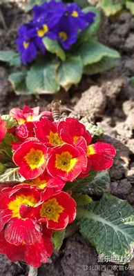 【春風(fēng)】   春賞百花秋望月，才是人生好時節(jié)。