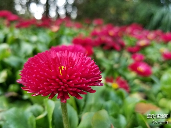 前幾天隨手拍的照片