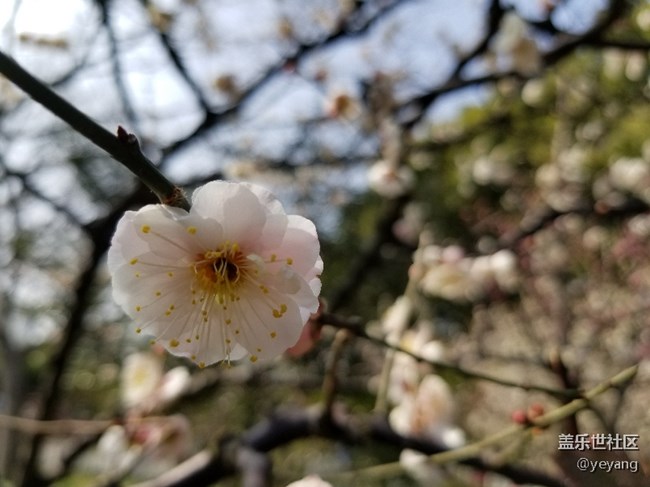 前幾天隨手拍的照片