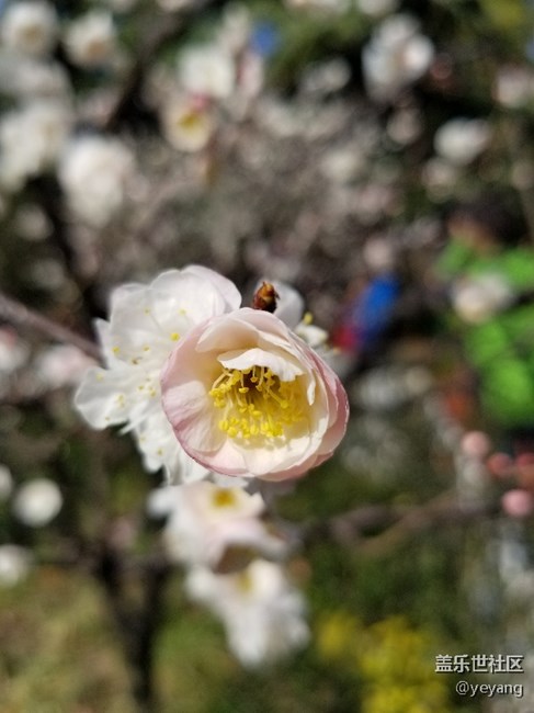 前幾天隨手拍的照片