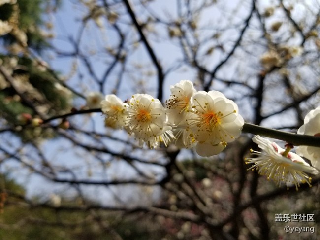 前幾天隨手拍的照片