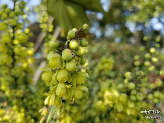 前幾天隨手拍的照片
