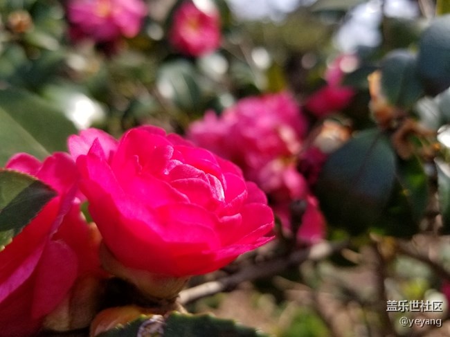 前幾天隨手拍的照片