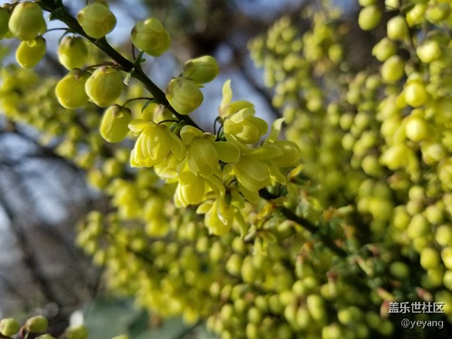 前幾天隨手拍的照片