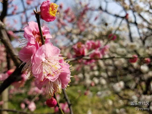 前幾天隨手拍的照片