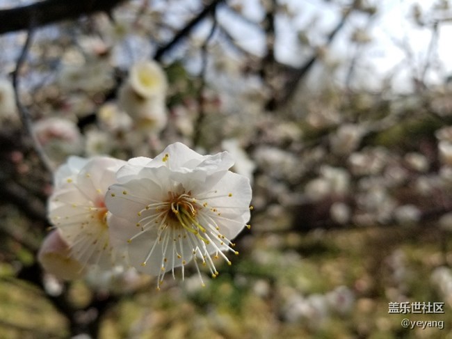 前幾天隨手拍的照片