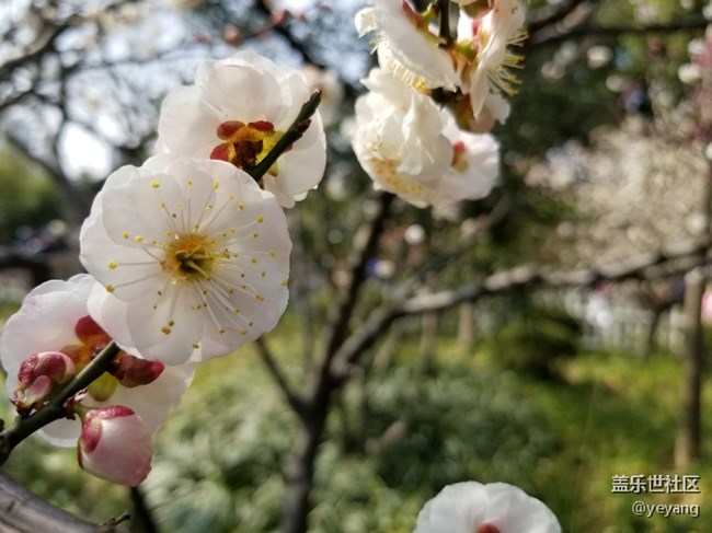 前幾天隨手拍的照片