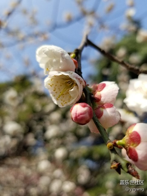 前幾天隨手拍的照片