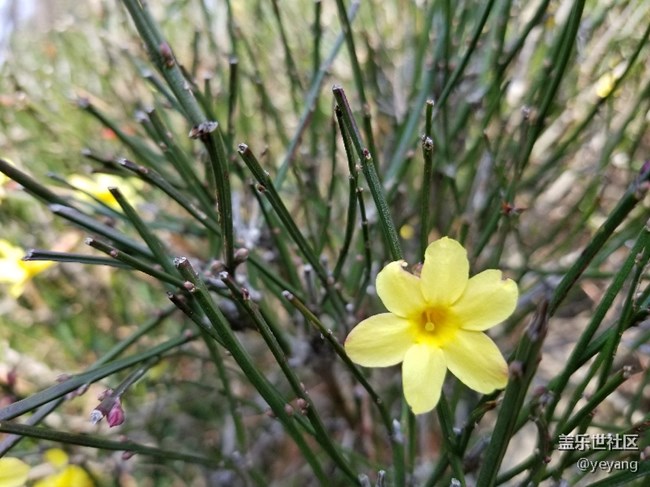 前幾天隨手拍的照片
